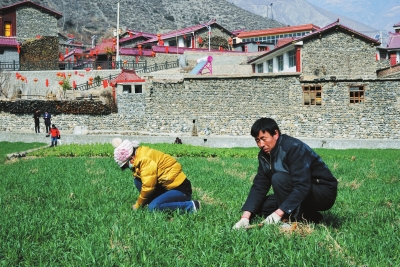 小麦除草.jpg